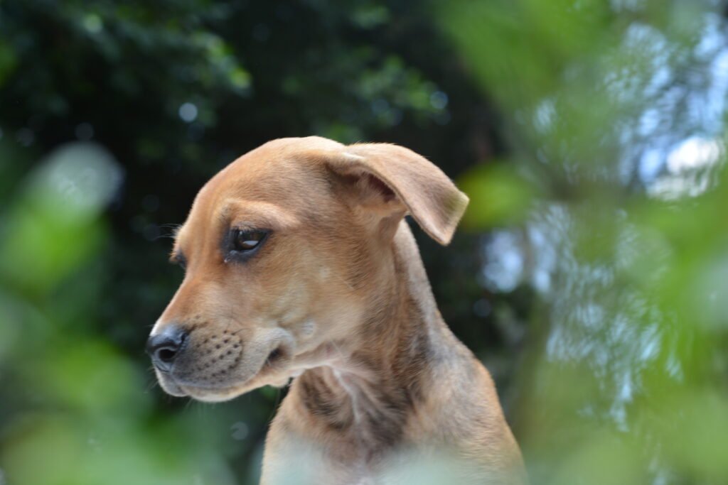 Puppy