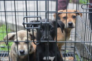 Foto de rescate de perros tomada por Darick Mauricio en sitio web de La Manada de Morsa