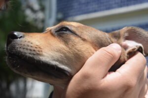 Foto de perro adoptable tomada por Darick Mauricio en sitio web de La Manada de Morsa