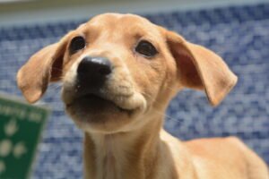Foto de perro adoptable tomada por Darick Mauricio en sitio web de La Manada de Morsa